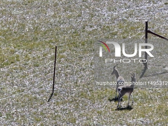 Tibetan antelopes are living in the uninhabited area of Changtang in Ngari, Tibet, China, on August 11, 2024. (