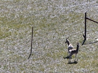 Tibetan antelopes are living in the uninhabited area of Changtang in Ngari, Tibet, China, on August 11, 2024. (