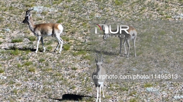 Tibetan antelopes are living in the uninhabited area of Changtang in Ngari, Tibet, China, on August 11, 2024. 