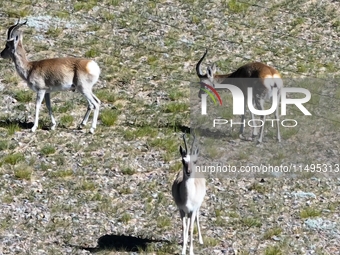 Tibetan antelopes are living in the uninhabited area of Changtang in Ngari, Tibet, China, on August 11, 2024. (