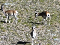 Tibetan antelopes are living in the uninhabited area of Changtang in Ngari, Tibet, China, on August 11, 2024. (