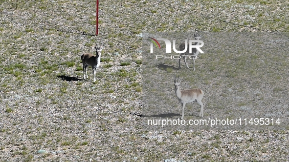 Tibetan antelopes are living in the uninhabited area of Changtang in Ngari, Tibet, China, on August 11, 2024. 