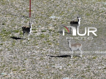 Tibetan antelopes are living in the uninhabited area of Changtang in Ngari, Tibet, China, on August 11, 2024. (