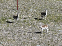 Tibetan antelopes are living in the uninhabited area of Changtang in Ngari, Tibet, China, on August 11, 2024. (