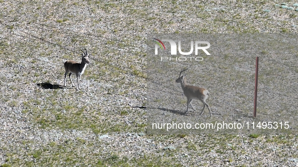 Tibetan antelopes are living in the uninhabited area of Changtang in Ngari, Tibet, China, on August 11, 2024. 