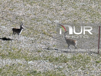 Tibetan antelopes are living in the uninhabited area of Changtang in Ngari, Tibet, China, on August 11, 2024. (