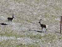 Tibetan antelopes are living in the uninhabited area of Changtang in Ngari, Tibet, China, on August 11, 2024. (