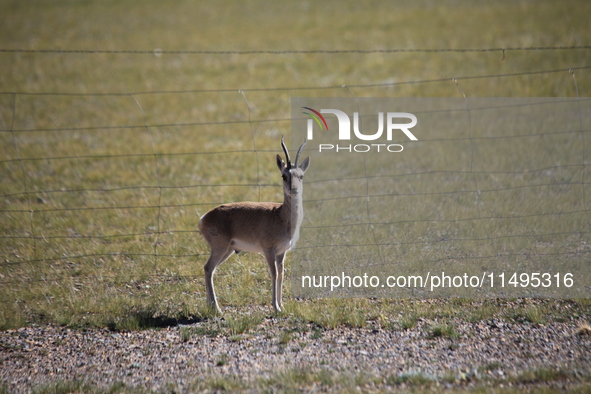 Tibetan antelopes are living in the uninhabited area of Changtang in Ngari, Tibet, China, on August 11, 2024. 