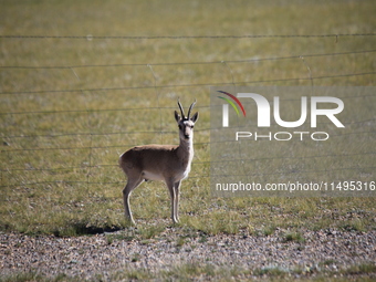 Tibetan antelopes are living in the uninhabited area of Changtang in Ngari, Tibet, China, on August 11, 2024. (