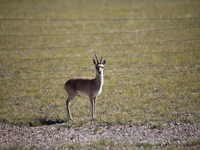 Tibetan antelopes are living in the uninhabited area of Changtang in Ngari, Tibet, China, on August 11, 2024. (