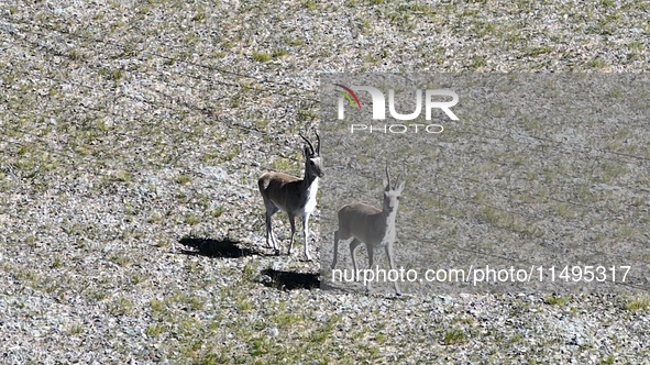 Tibetan antelopes are living in the uninhabited area of Changtang in Ngari, Tibet, China, on August 11, 2024. 