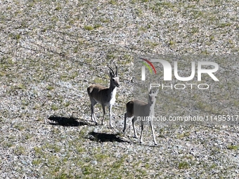 Tibetan antelopes are living in the uninhabited area of Changtang in Ngari, Tibet, China, on August 11, 2024. (