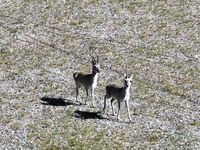 Tibetan antelopes are living in the uninhabited area of Changtang in Ngari, Tibet, China, on August 11, 2024. (