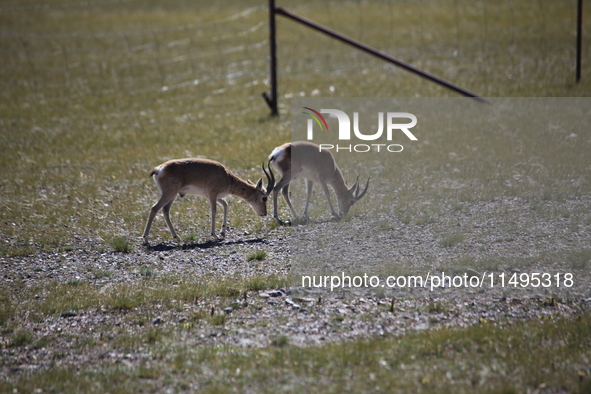 Tibetan antelopes are living in the uninhabited area of Changtang in Ngari, Tibet, China, on August 11, 2024. 