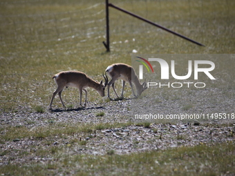 Tibetan antelopes are living in the uninhabited area of Changtang in Ngari, Tibet, China, on August 11, 2024. (