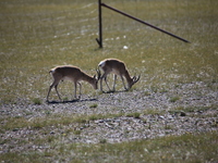 Tibetan antelopes are living in the uninhabited area of Changtang in Ngari, Tibet, China, on August 11, 2024. (