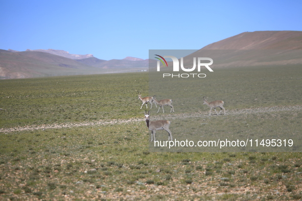 Tibetan antelopes are living in the uninhabited area of Changtang in Ngari, Tibet, China, on August 11, 2024. 