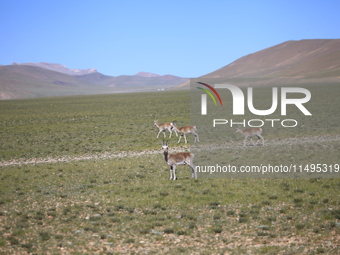 Tibetan antelopes are living in the uninhabited area of Changtang in Ngari, Tibet, China, on August 11, 2024. (