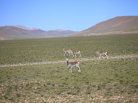 Tibetan antelopes are living in the uninhabited area of Changtang in Ngari, Tibet, China, on August 11, 2024. (