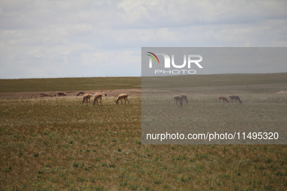 Tibetan antelopes are living in the uninhabited area of Changtang in Ngari, Tibet, China, on August 11, 2024. 