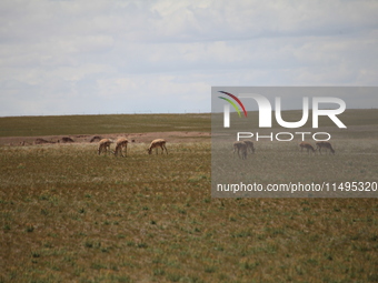 Tibetan antelopes are living in the uninhabited area of Changtang in Ngari, Tibet, China, on August 11, 2024. (