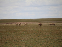 Tibetan antelopes are living in the uninhabited area of Changtang in Ngari, Tibet, China, on August 11, 2024. (