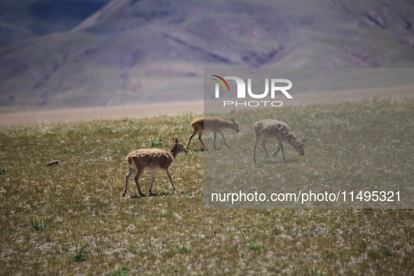 Tibetan antelopes are living in the uninhabited area of Changtang in Ngari, Tibet, China, on August 11, 2024. 