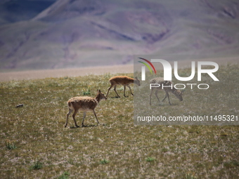 Tibetan antelopes are living in the uninhabited area of Changtang in Ngari, Tibet, China, on August 11, 2024. (