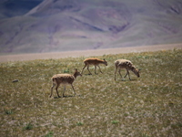 Tibetan antelopes are living in the uninhabited area of Changtang in Ngari, Tibet, China, on August 11, 2024. (