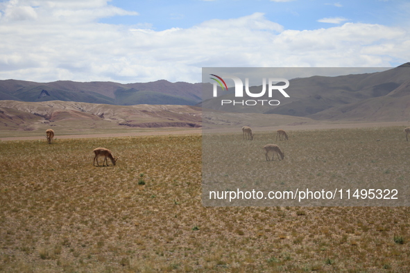 Tibetan antelopes are living in the uninhabited area of Changtang in Ngari, Tibet, China, on August 11, 2024. 