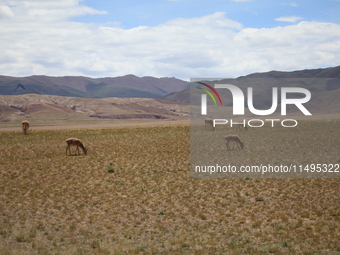 Tibetan antelopes are living in the uninhabited area of Changtang in Ngari, Tibet, China, on August 11, 2024. (