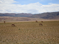 Tibetan antelopes are living in the uninhabited area of Changtang in Ngari, Tibet, China, on August 11, 2024. (