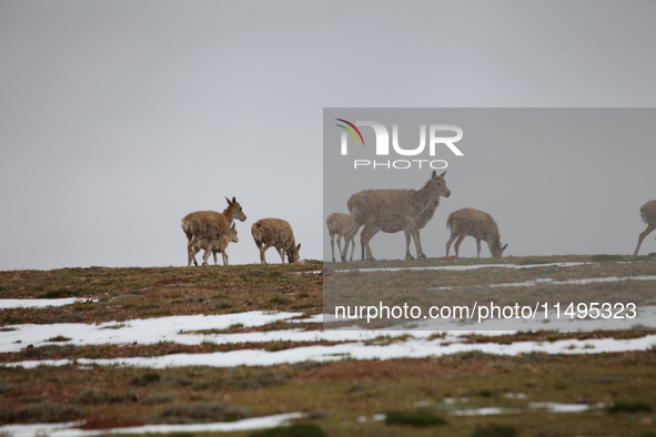 Tibetan antelopes are living in the uninhabited area of Changtang in Ngari, Tibet, China, on August 11, 2024. 