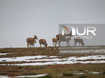 Tibetan antelopes are living in the uninhabited area of Changtang in Ngari, Tibet, China, on August 11, 2024. (