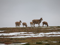 Tibetan antelopes are living in the uninhabited area of Changtang in Ngari, Tibet, China, on August 11, 2024. (