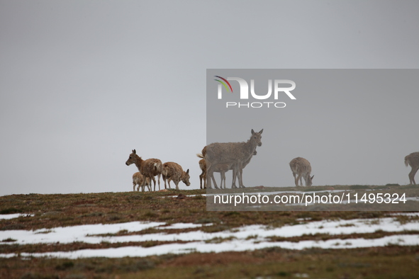 Tibetan antelopes are living in the uninhabited area of Changtang in Ngari, Tibet, China, on August 11, 2024. 