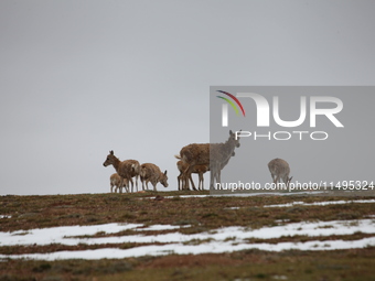 Tibetan antelopes are living in the uninhabited area of Changtang in Ngari, Tibet, China, on August 11, 2024. (