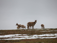 Tibetan antelopes are living in the uninhabited area of Changtang in Ngari, Tibet, China, on August 11, 2024. (