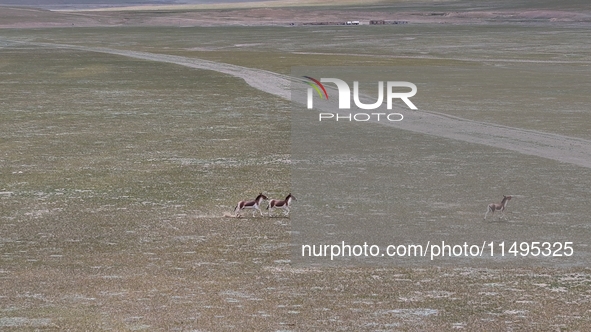 Tibetan wild donkeys are being seen on the Tibetan Plateau in Ngari, Tibet, China, on August 11, 2024. 