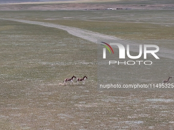 Tibetan wild donkeys are being seen on the Tibetan Plateau in Ngari, Tibet, China, on August 11, 2024. (