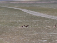 Tibetan wild donkeys are being seen on the Tibetan Plateau in Ngari, Tibet, China, on August 11, 2024. (