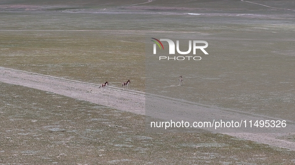 Tibetan wild donkeys are being seen on the Tibetan Plateau in Ngari, Tibet, China, on August 11, 2024. 