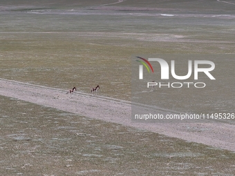 Tibetan wild donkeys are being seen on the Tibetan Plateau in Ngari, Tibet, China, on August 11, 2024. (