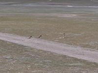 Tibetan wild donkeys are being seen on the Tibetan Plateau in Ngari, Tibet, China, on August 11, 2024. (