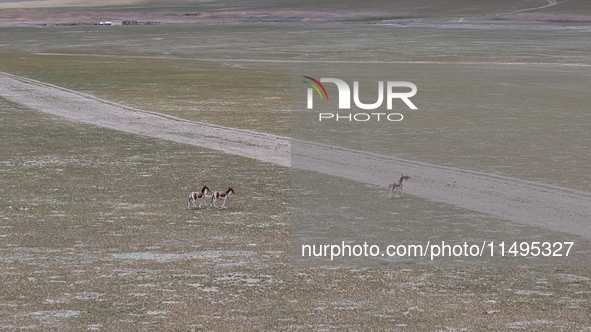 Tibetan wild donkeys are being seen on the Tibetan Plateau in Ngari, Tibet, China, on August 11, 2024. 