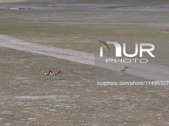 Tibetan wild donkeys are being seen on the Tibetan Plateau in Ngari, Tibet, China, on August 11, 2024. (