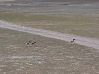 Tibetan wild donkeys are being seen on the Tibetan Plateau in Ngari, Tibet, China, on August 11, 2024. (