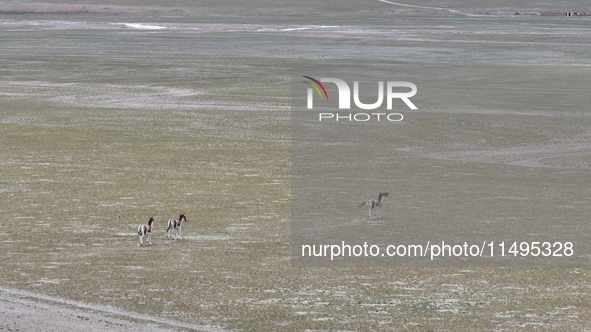 Tibetan wild donkeys are being seen on the Tibetan Plateau in Ngari, Tibet, China, on August 11, 2024. 