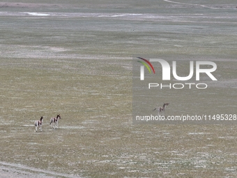 Tibetan wild donkeys are being seen on the Tibetan Plateau in Ngari, Tibet, China, on August 11, 2024. (