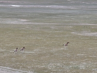 Tibetan wild donkeys are being seen on the Tibetan Plateau in Ngari, Tibet, China, on August 11, 2024. (